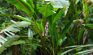 Musa campestris - banan bagienny