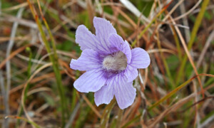 Pinguicula caerulea - tłustosz