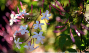 Jasminum polyanthum – jaśmin wielokwiatowy