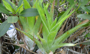 Catopsis berteroniana – katopsis