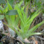 Catopsis berteroniana - katopsis