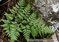 Davallia – Dawalia