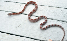 Mój wąż nie je – Pomocy!