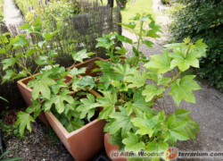 Fatshedera lizei – fatsjobluszcz lizjański