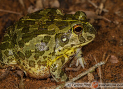 Pyxicephalus edulis – żaba byk*, żaba olbrzymia**, afrykańska żaba byk***