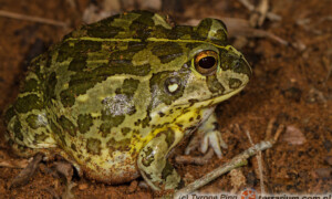 Pyxicephalus edulis – żaba byk*, żaba olbrzymia**, afrykańska żaba byk***