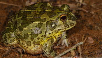 Pyxicephalus edulis – żaba byk*, żaba olbrzymia**, afrykańska żaba byk***