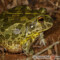Pyxicephalus edulis – żaba byk*, żaba olbrzymia**, afrykańska żaba byk***
