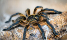 Harpactira pulchripes – ptasznik