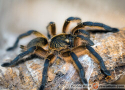 Harpactira pulchripes – ptasznik