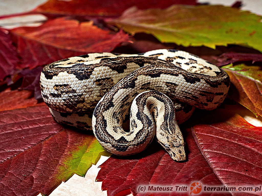 Candoia paulsoni paulsoni