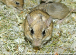 Sekeetamys calurus – szczotkogon skalny
