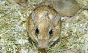 Sekeetamys calurus – szczotkogon skalny