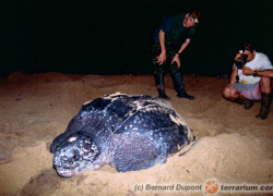 Żółwie skórzaste (Dermochelys coriacea) to największe żółwie współczesnego Świata
