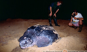 Żółwie skórzaste (Dermochelys coriacea) to największe żółwie współczesnego Świata