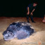 Żółwie skórzaste (Dermochelys coriacea) to największe żółwie współczesnego Świata