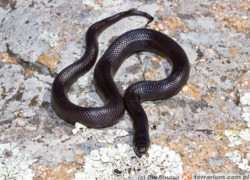 Lampropeltis nigrita – lancetogłów czarny