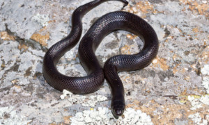 Lampropeltis nigrita – lancetogłów czarny