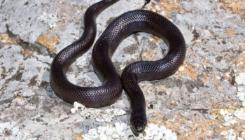 Lampropeltis nigrita – lancetogłów czarny