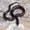 Lampropeltis nigrita – lancetogłów czarny
