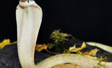 Naja sumatrana