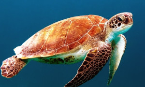 Najstarszy znany żółw morski – Desmatochelys padillai