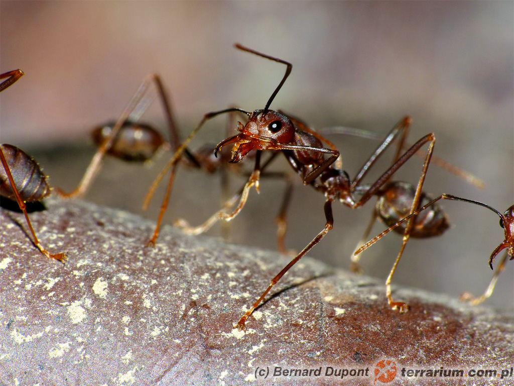 Oecophylla smaragdina – mrówka tkaczka – robotnica