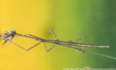 Clonopsis gallica – patyczak galijski