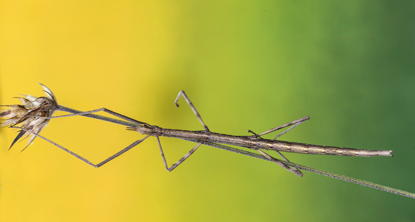 Clonopsis gallica – patyczak galijski