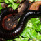 Krocionogi – pytania