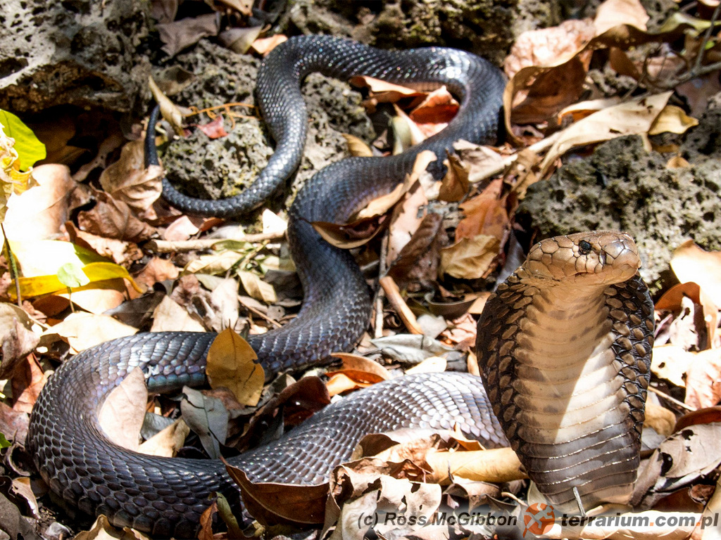 Naja siamensis – kobra syjamska