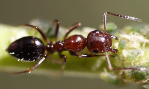 Camponotus lateralis