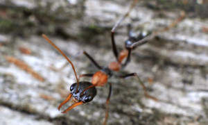 Myrmecia nigrocincta