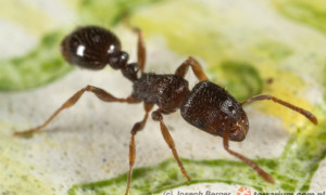 Tetramorium caespitum – murawka darniowiec