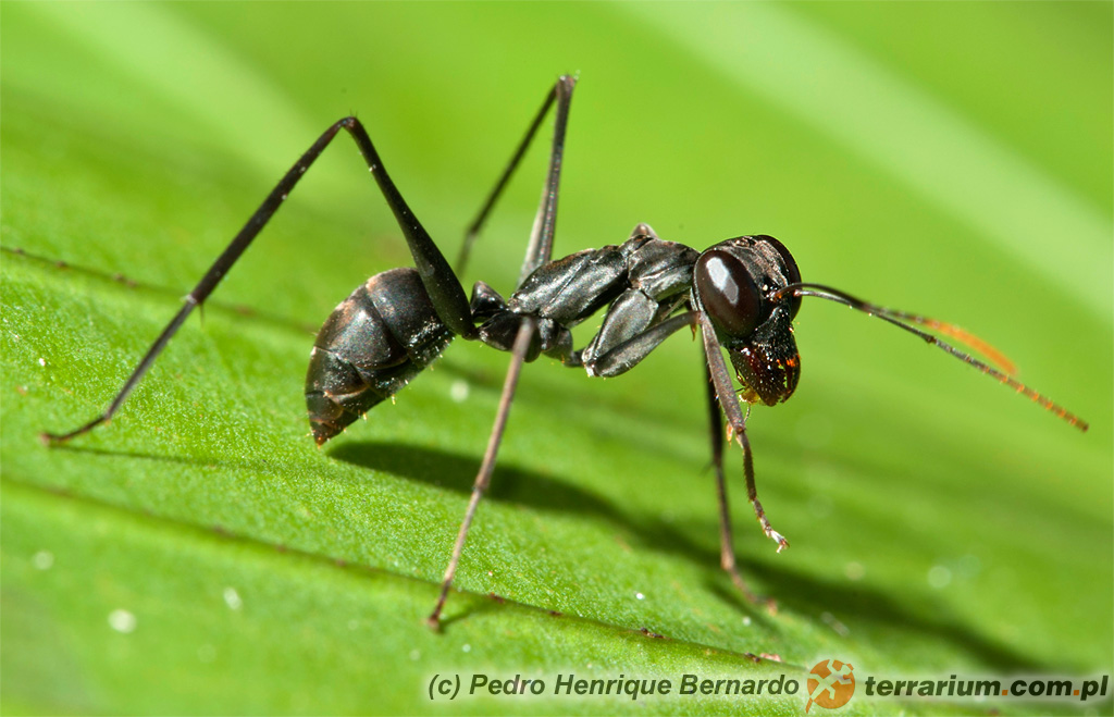 Gigantiops destructor – robotnica