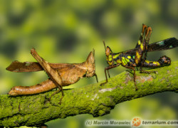 Erianthus versicolor