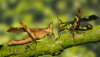 Erianthus versicolor