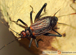 Homoeogryllus xanthographus