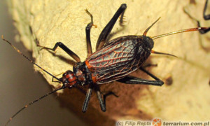 Homoeogryllus xanthographus