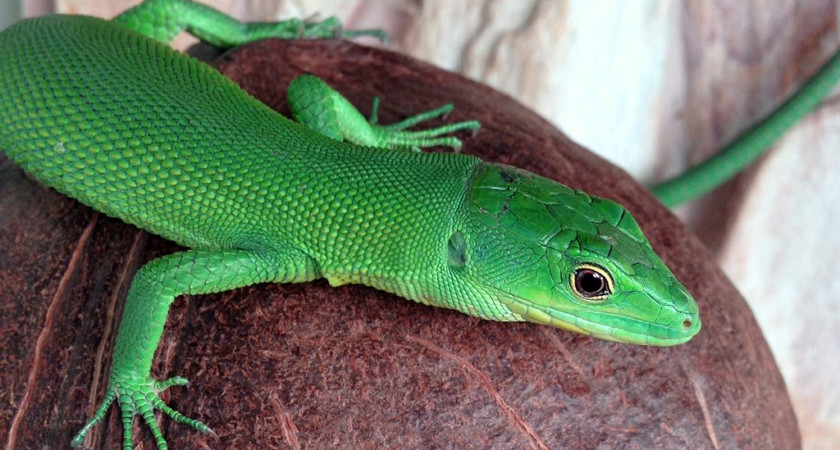 Gastropholis prasina