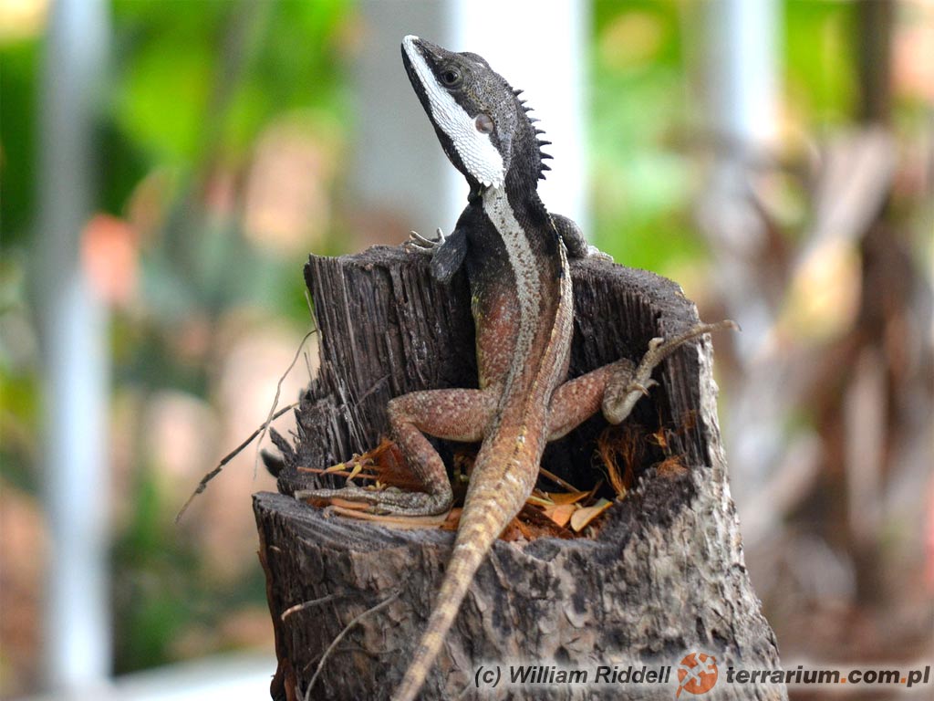 Lophognathus temporalis – agama