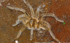 Harpactira tigrina – ptasznik