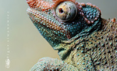 Trioceros (Chamaeleo) jacksonii – kameleon Jacksona
