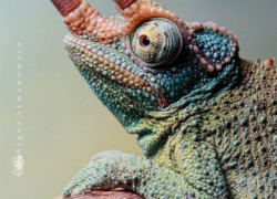 Trioceros (Chamaeleo) jacksonii – kameleon Jacksona