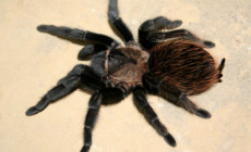 Tliltocatl verdezi – ptasznik