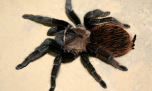 Tliltocatl (Brachypelma) verdezi