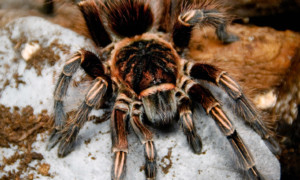 Lasiodorides striatus – ptasznik