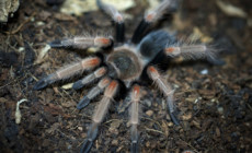 Brachypelma baumgarteni – ptasznik