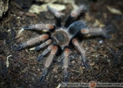 Brachypelma baumgarteni – ptasznik