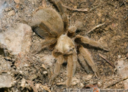 Aphonopelma baergi – ptasznik